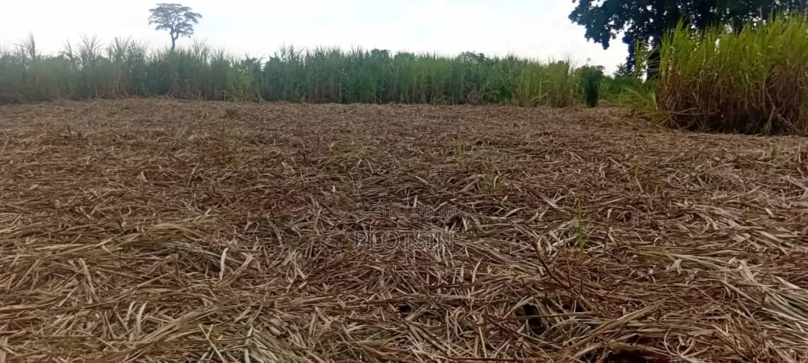 2.4 Acres for Sale in Bulamagi, Iganga – Ugx 32 Million