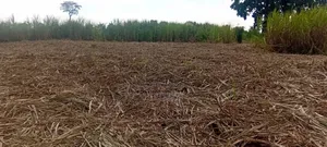 2.4 Acres for Sale in Bulamagi, Iganga – Ugx 32 Million