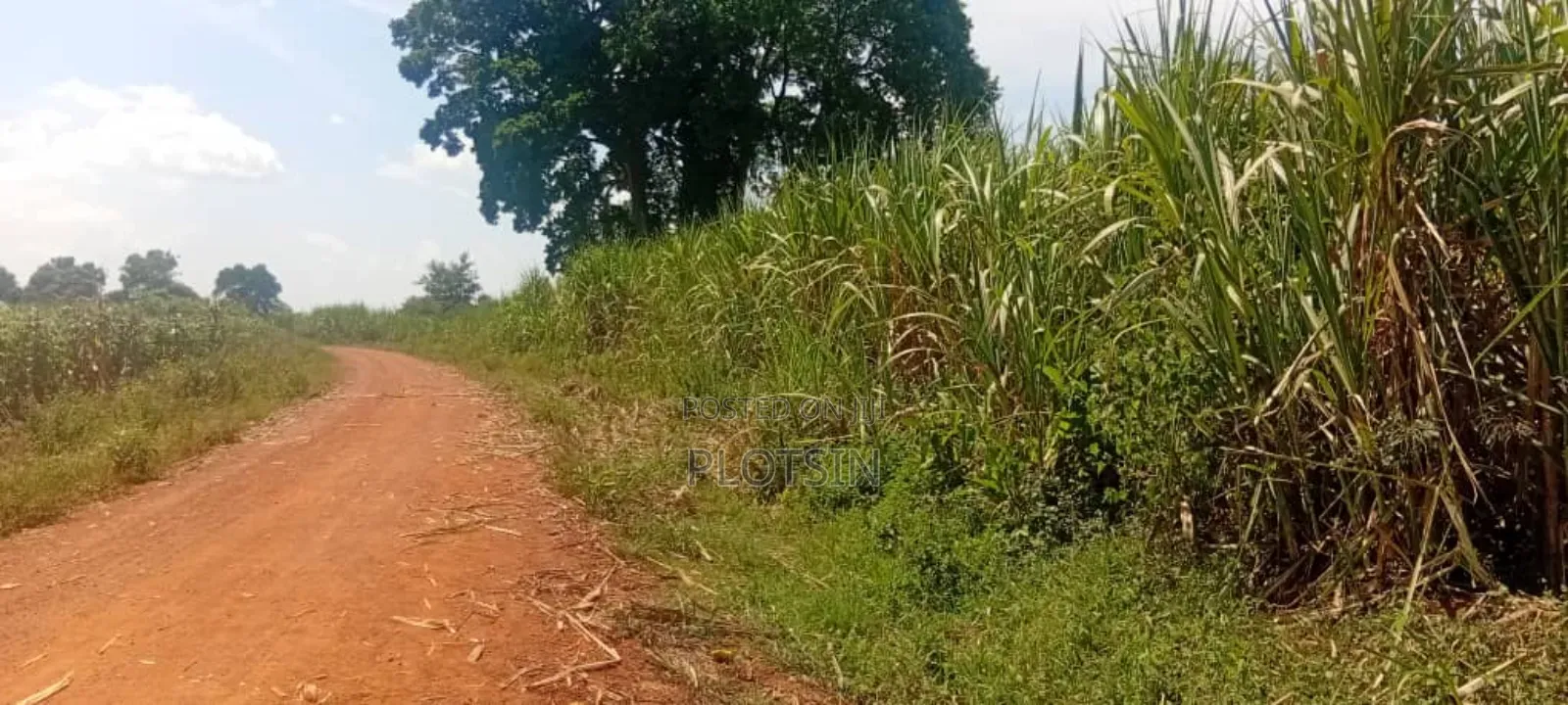 2.4 Acres for Sale in Bulamagi, Iganga – Ugx 32 Million