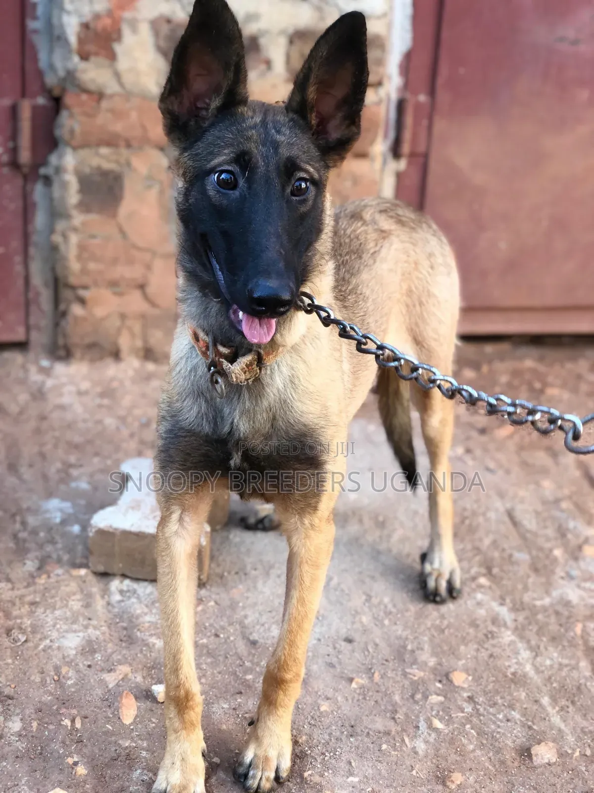 3-6 months Female Purebred Belgian Malinois