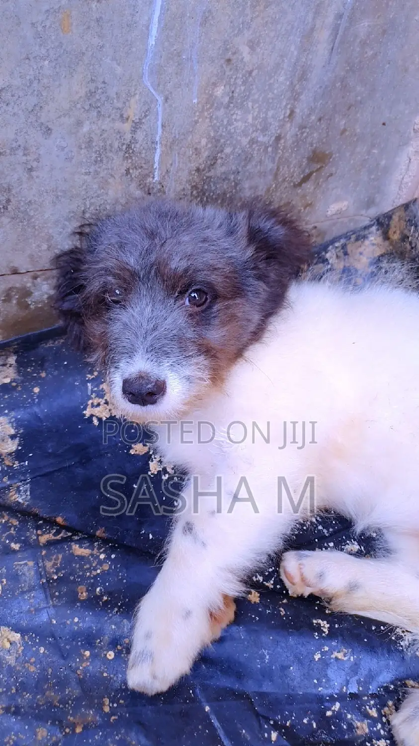 1-3 months Female Mixed Breed Maltese