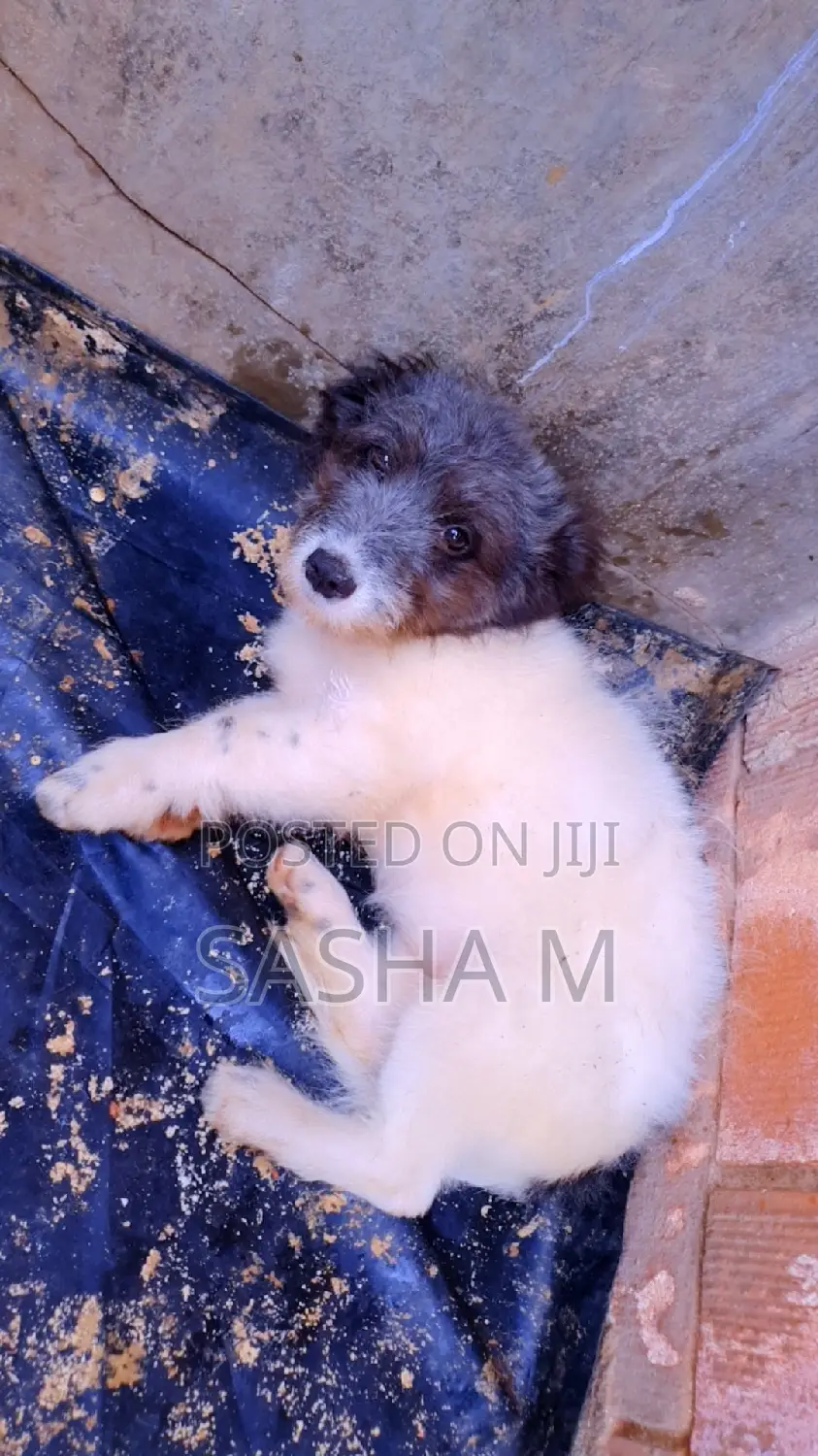 1-3 months Female Mixed Breed Maltese