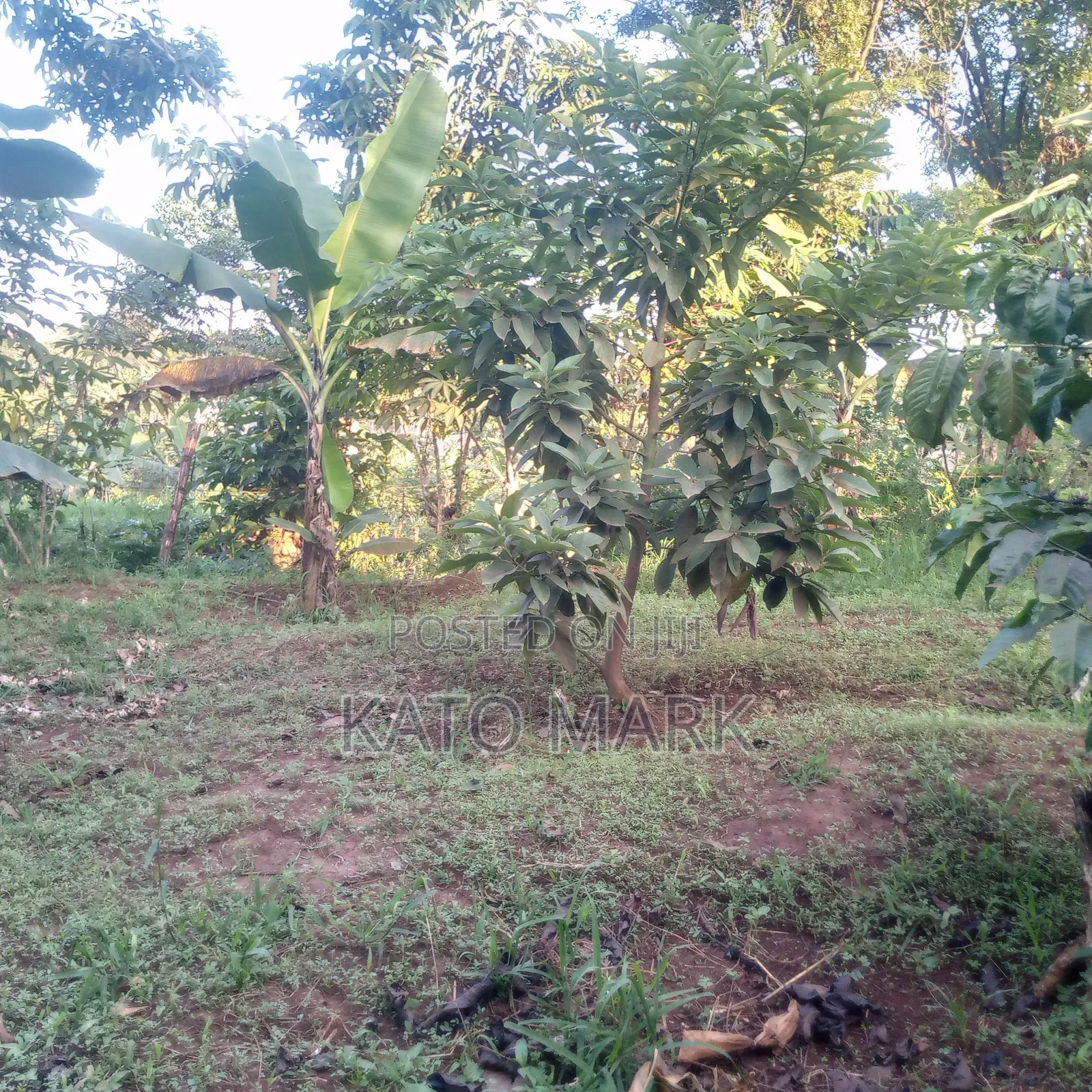 50 Acres for Sale Located at Kayunga Kitwe