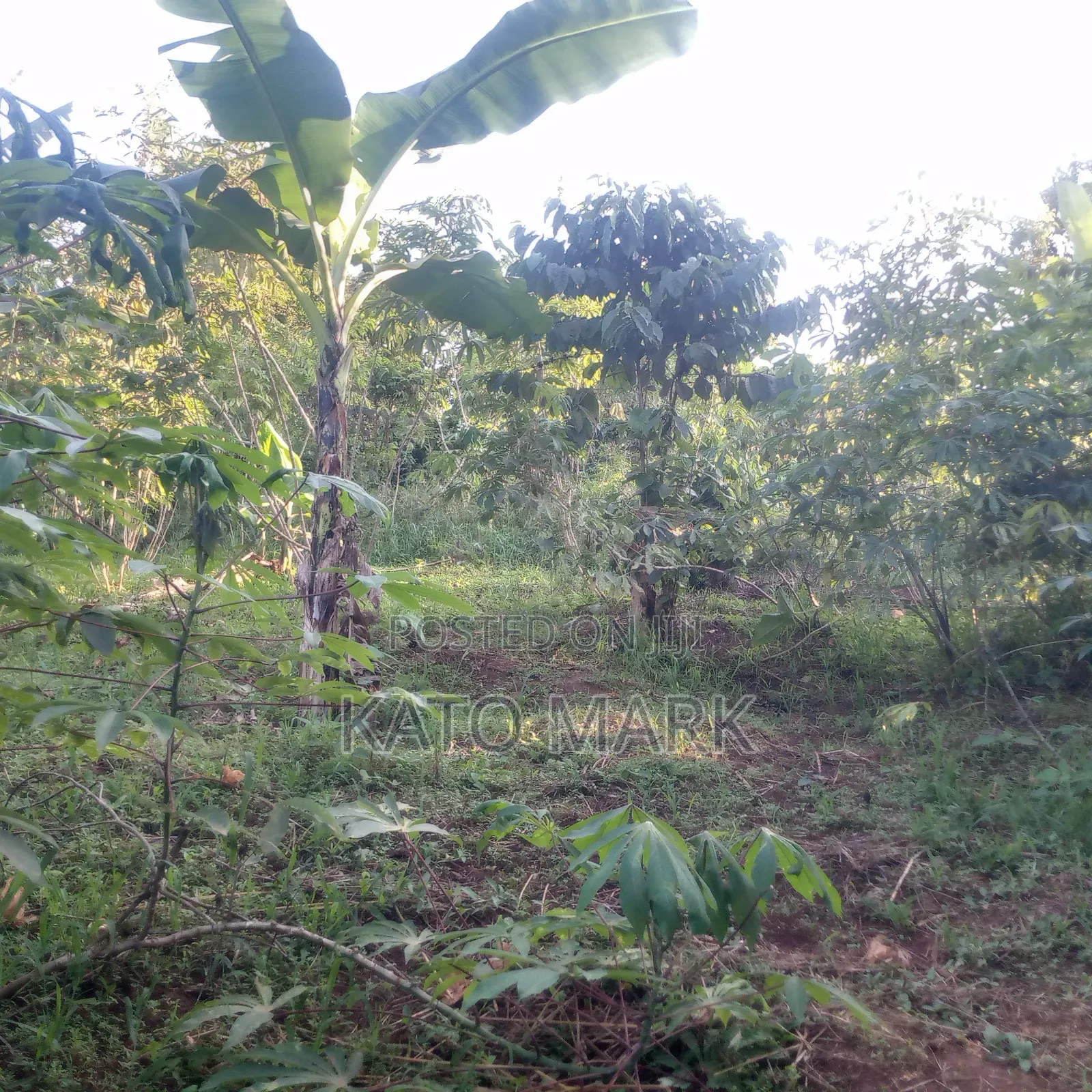 50 Acres for Sale Located at Kayunga Kitwe