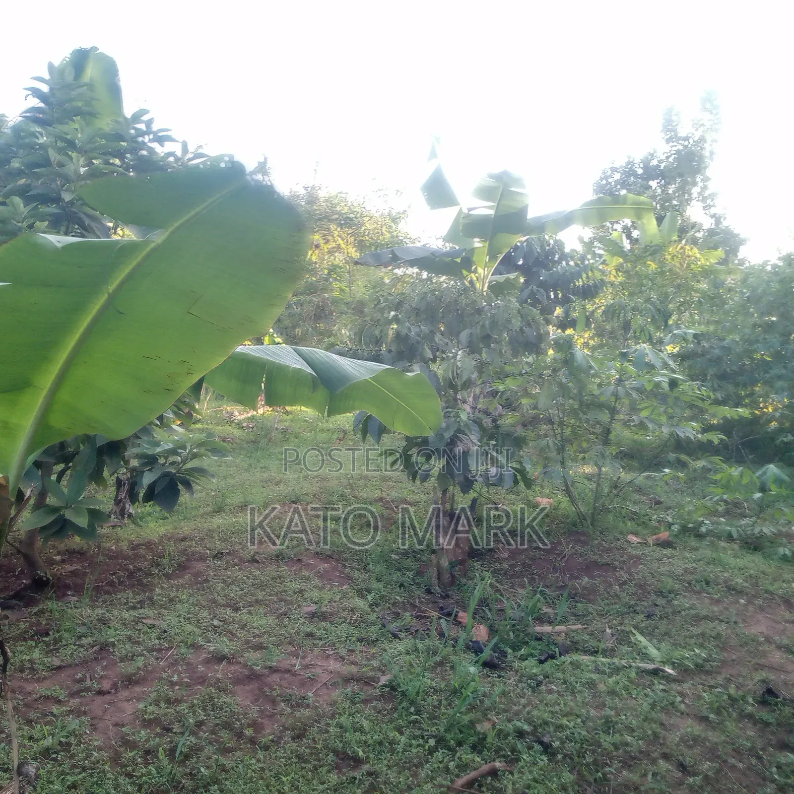 50 Acres for Sale Located at Kayunga Kitwe