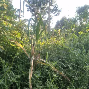 100 Acres for Sale Located at Nkokonjeru Ngogwe