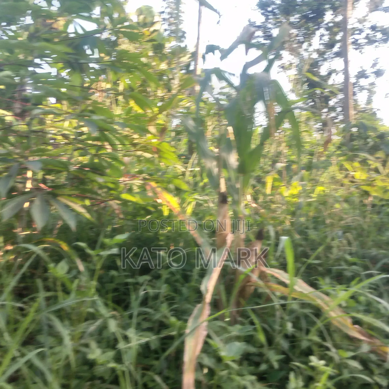100 Acres for Sale Located at Nkokonjeru Ngogwe