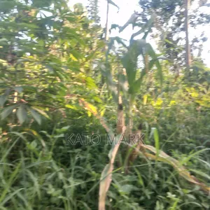 100 Acres for Sale Located at Nkokonjeru Ngogwe