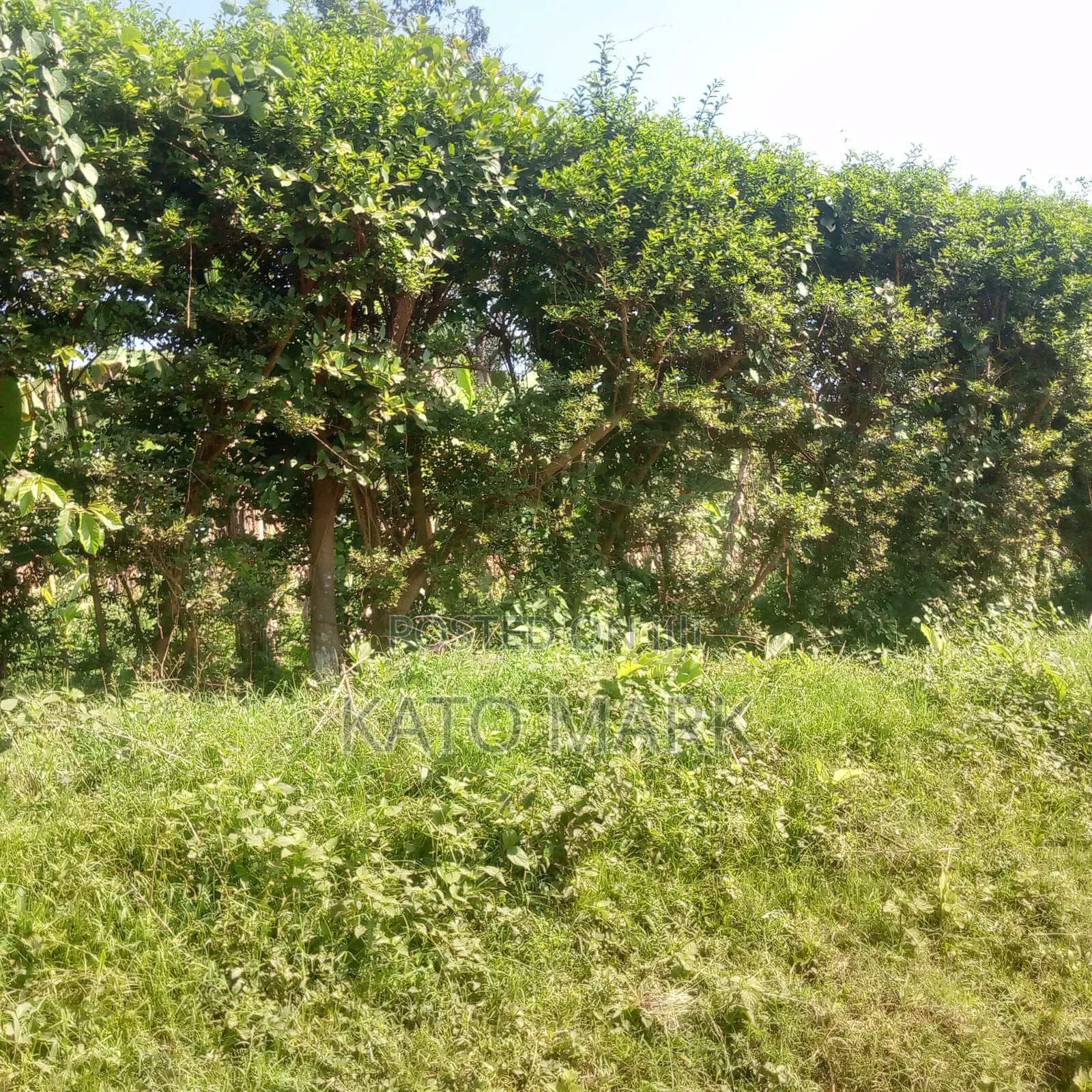 1 Acre of Land for Sale Located at Mukono Kisowera