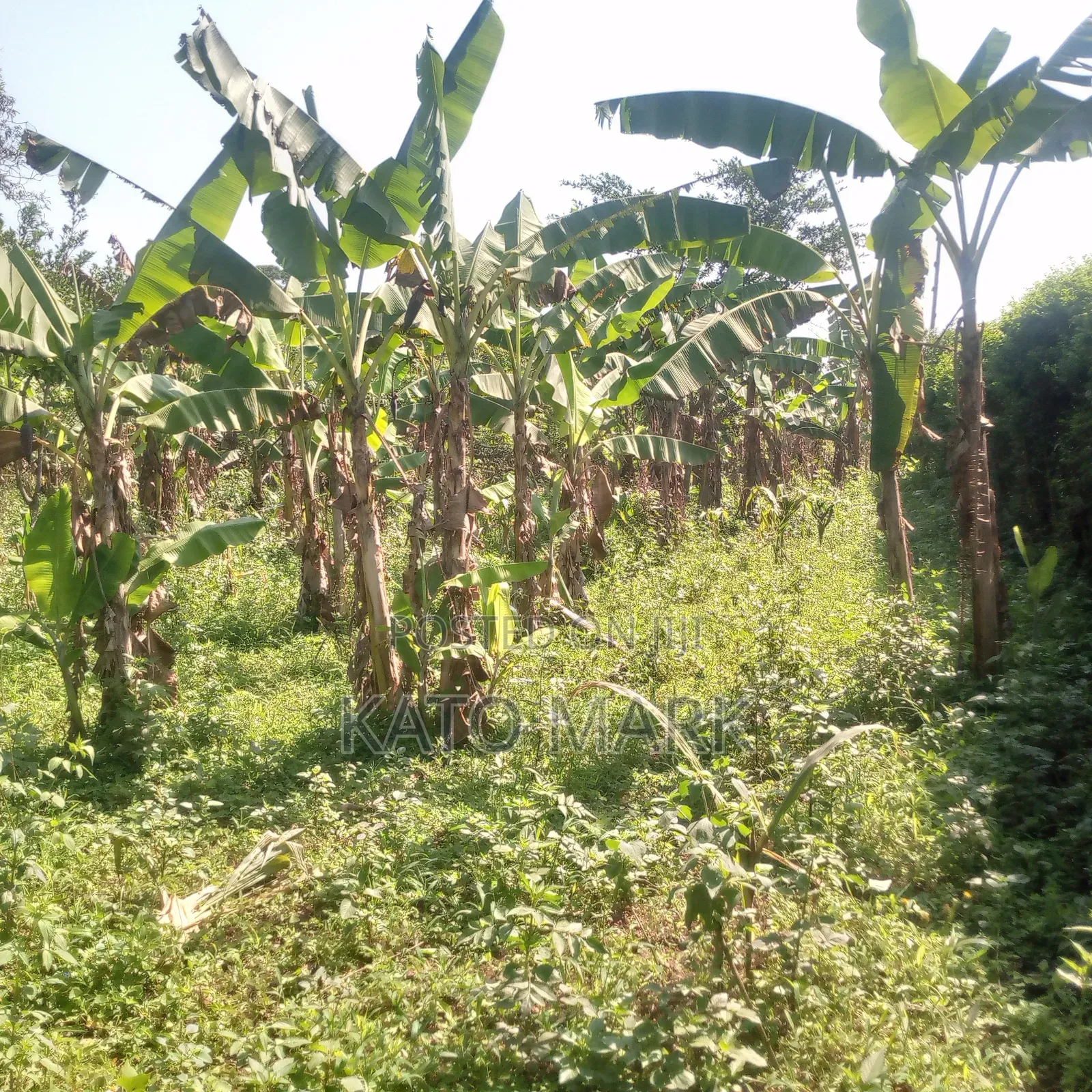 2 Acres for Sale Located at Mukono Kisoga