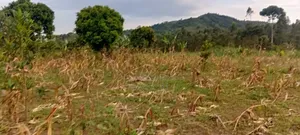 7 Acres Of Prime Land For Sale At 27m Per Acre–Muguluka Trading Centre