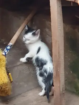 1-3 months Female Mixed Breed Exotic