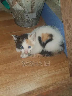 1-3 months Female Mixed Breed Exotic
