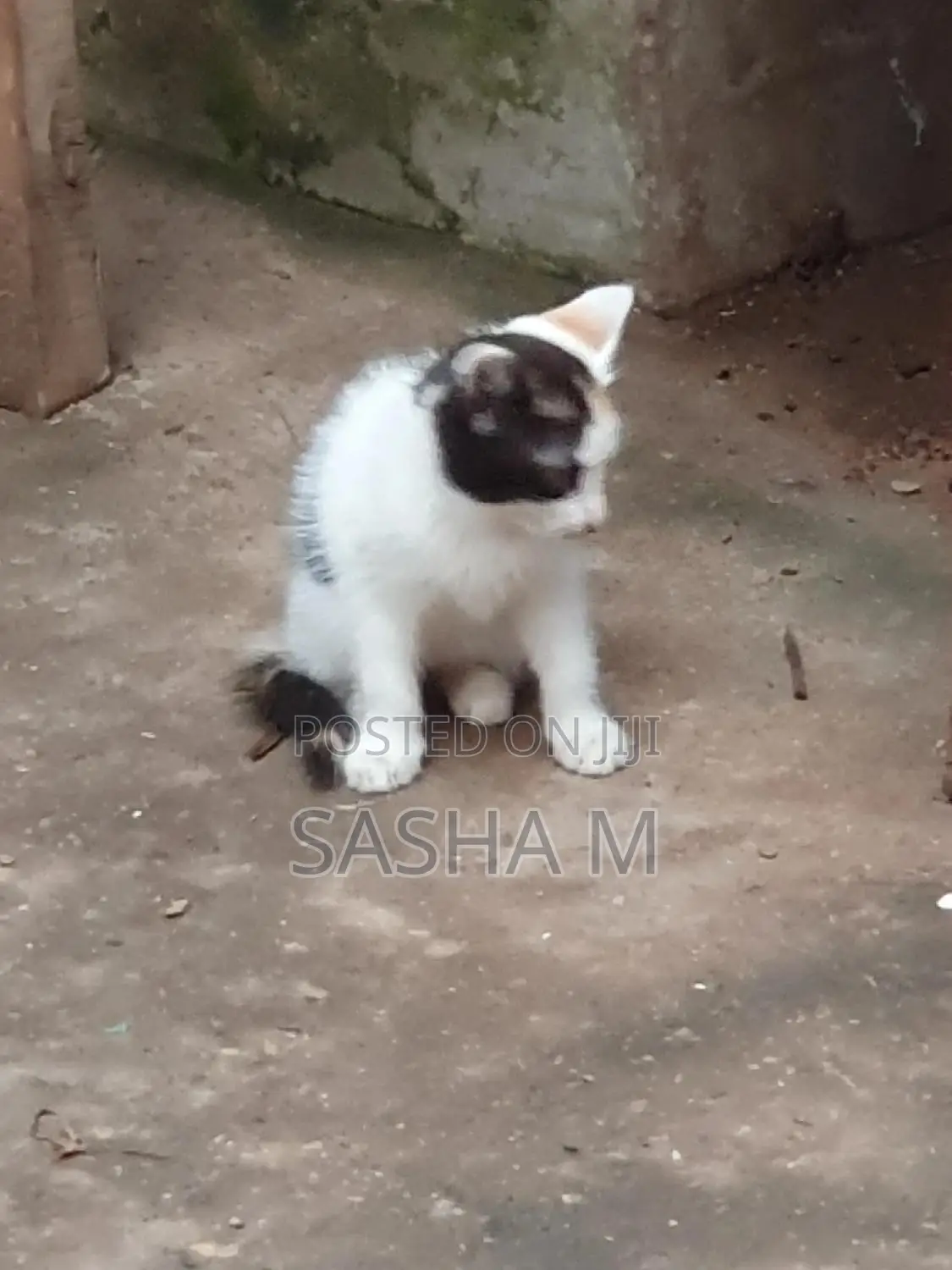 1-3 months Female Mixed Breed Exotic