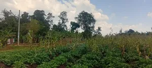5 Acres Of Land – Balawoli Trading Centre, Kamuli District