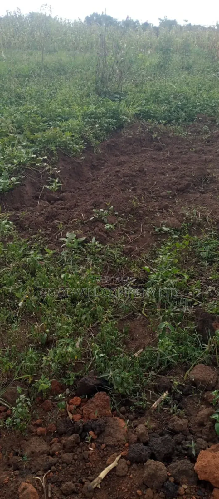 10 Acres of Land for Sale in Mazzi Luwero