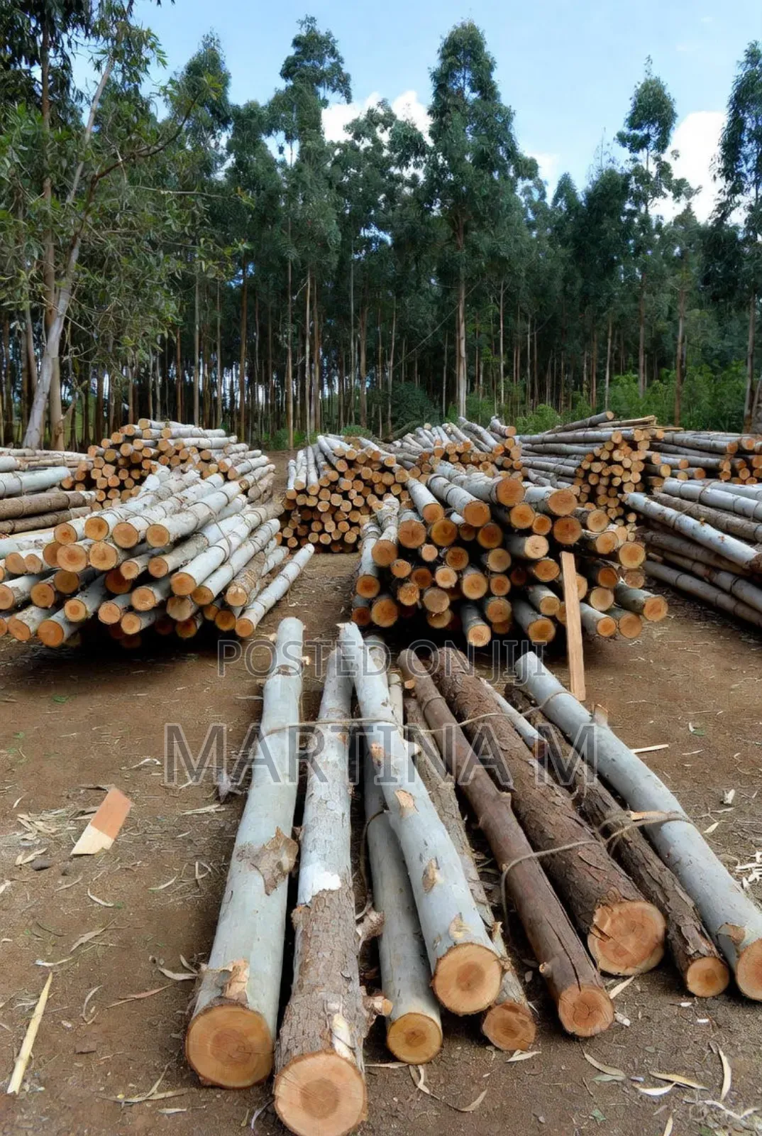 For Sale: High-quality Eucalyptus Poles (Kalitunsi)