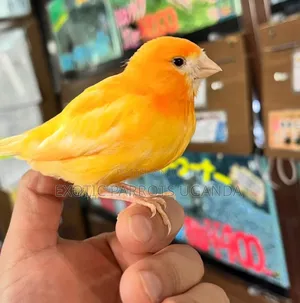 Yellow Canaries