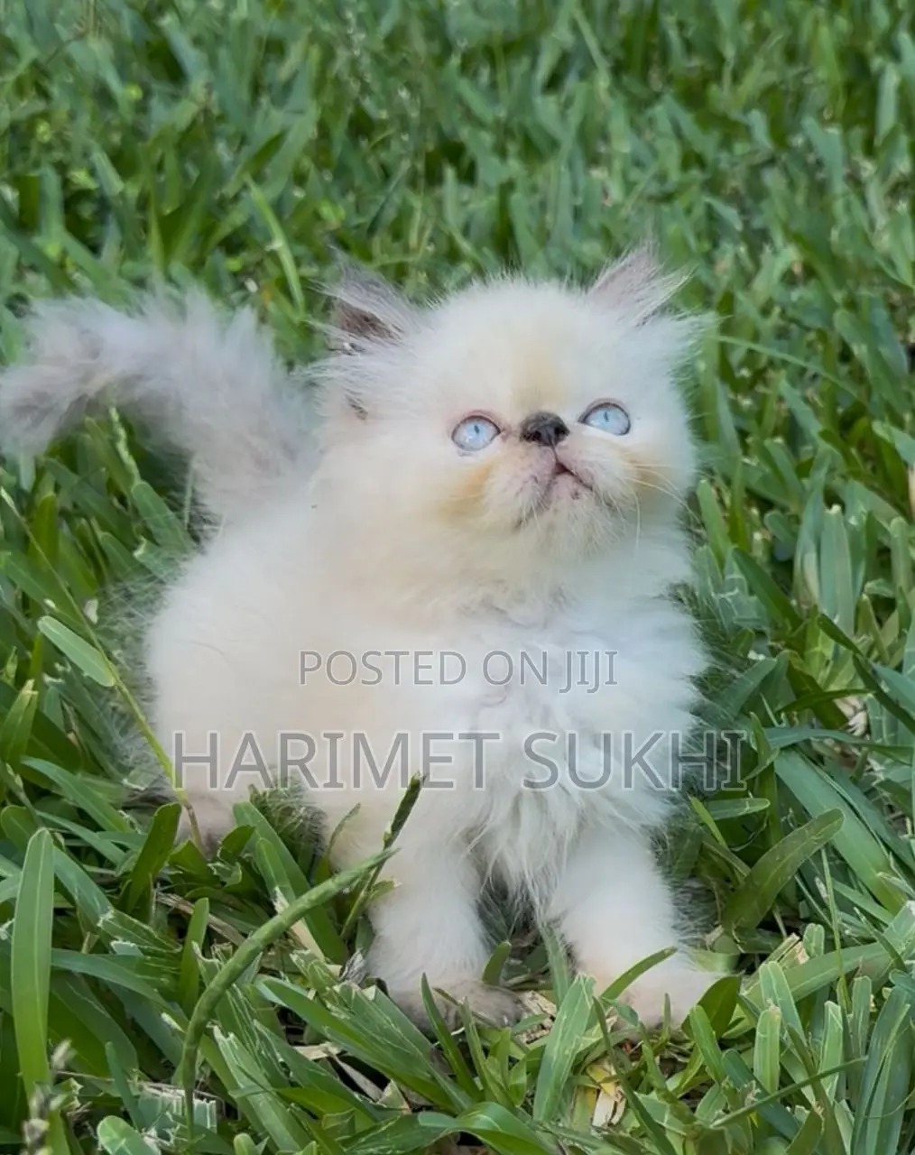 1-3 months Male Purebred Persian