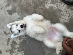 1-3 months Male Purebred Siberian Husky