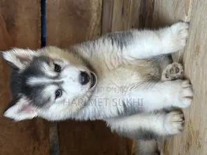 1-3 months Male Purebred Siberian Husky
