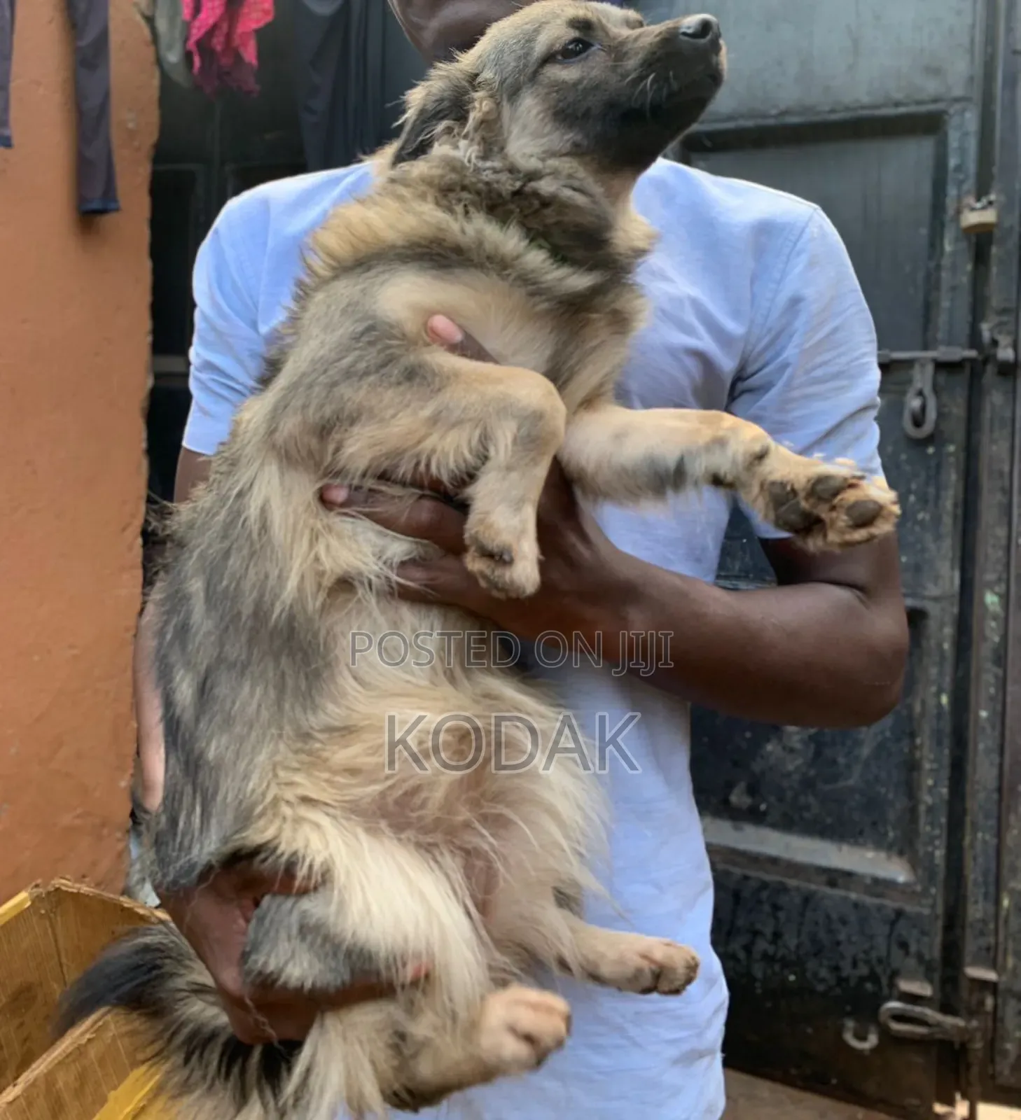 3-6 months Female Purebred German Shepherd