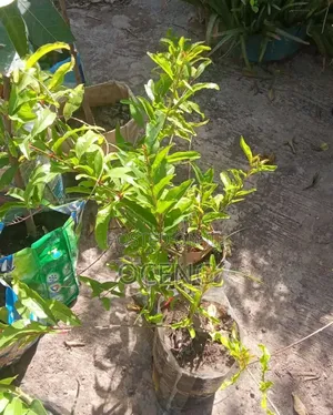 Pome Granate Seedlings