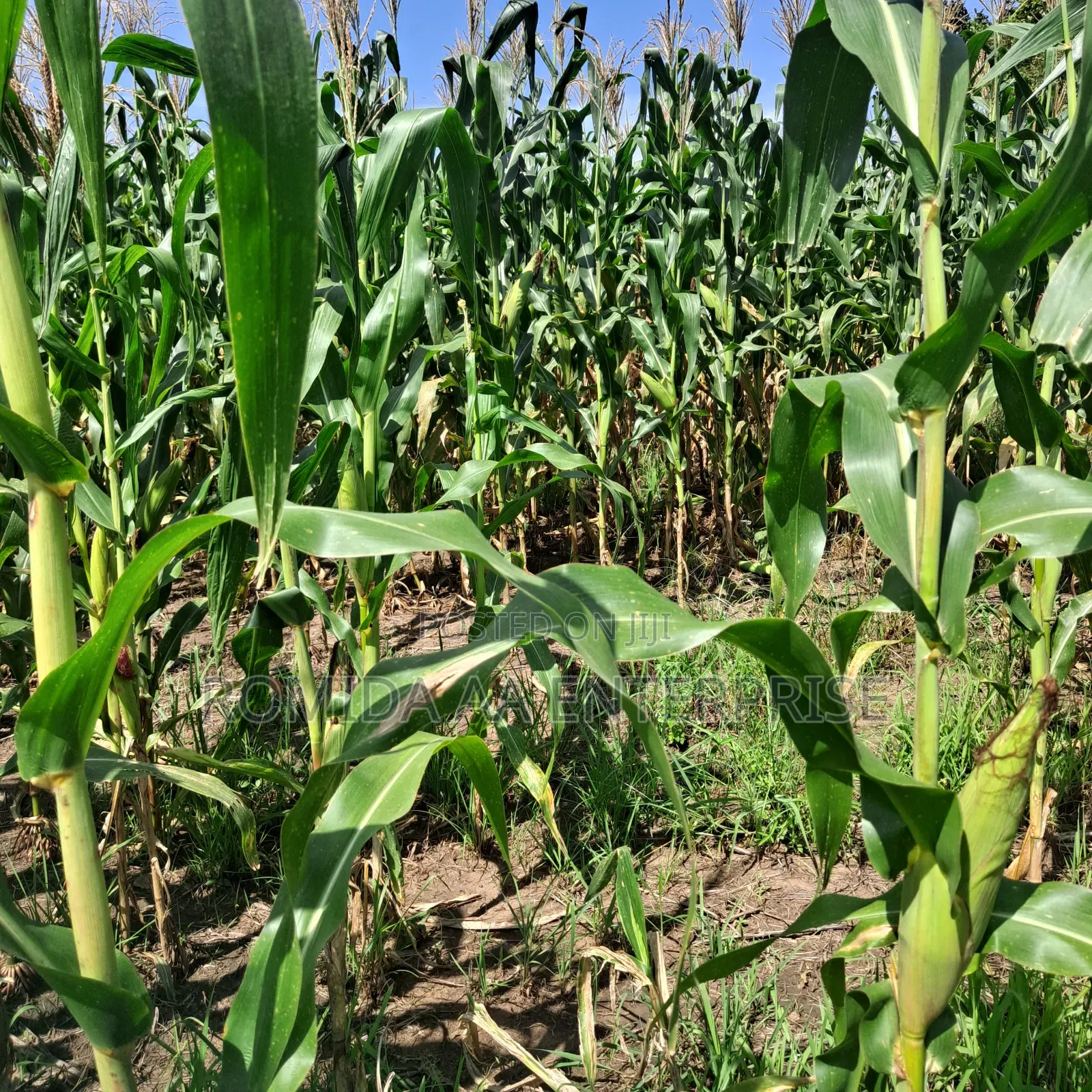 Fertile Farmland For Sale In Nwoya
