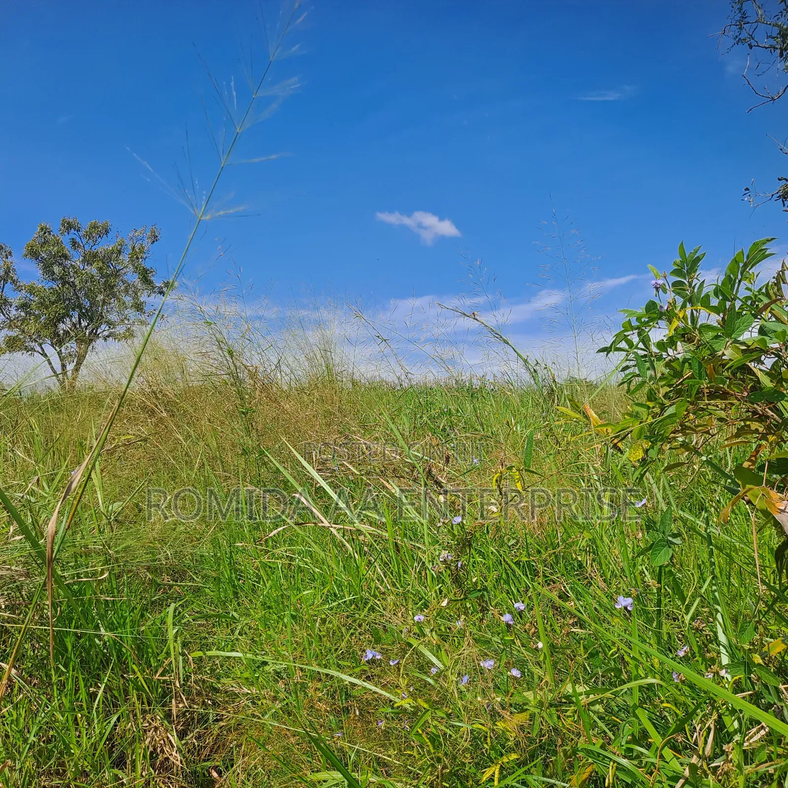 Fertile Farmland For Sale In Nwoya