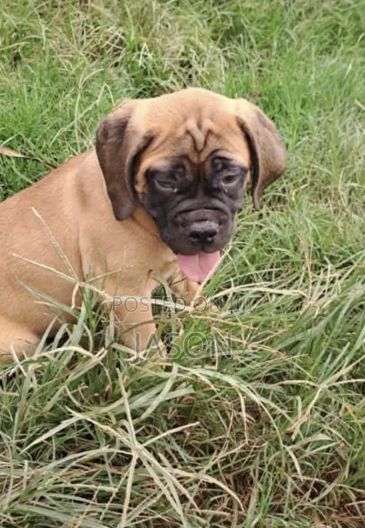 1-3 months Male Purebred Boerboel