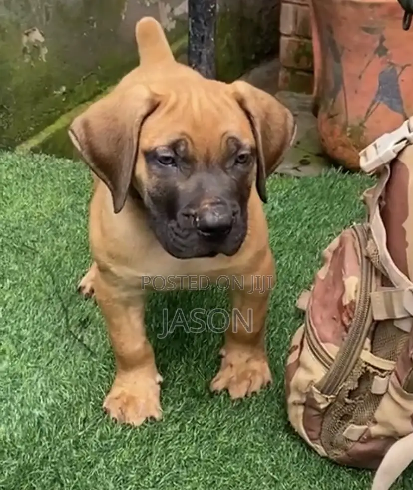 1-3 months Female Purebred Boerboel