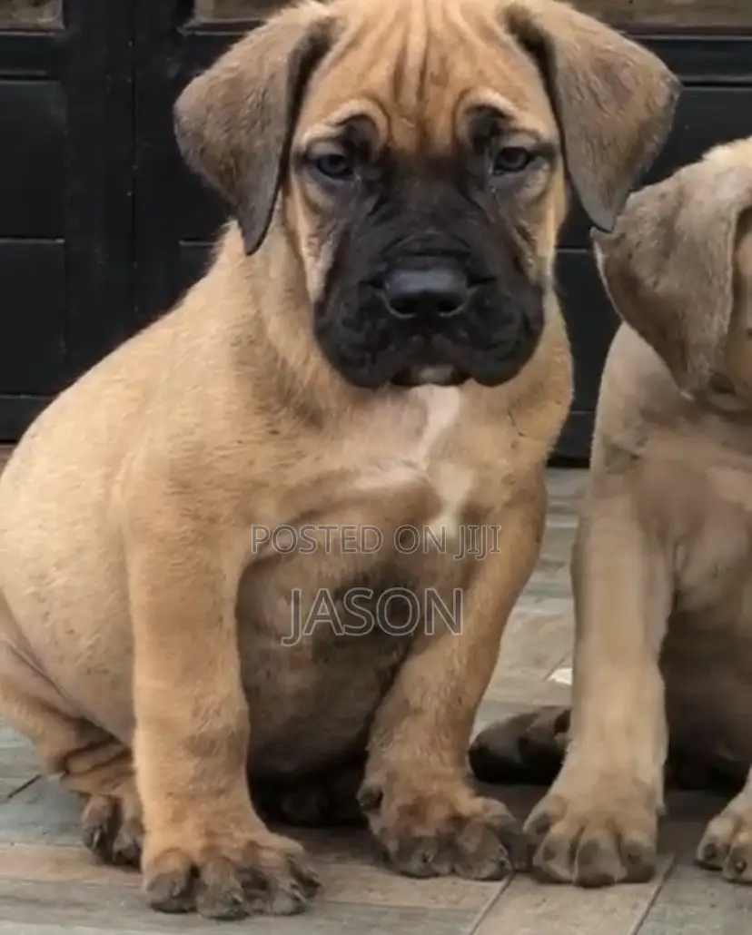 3-6 months Male Purebred Boerboel