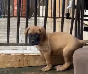 1-3 months Male Purebred Boerboel