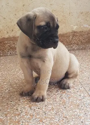1-3 months Male Purebred Boerboel