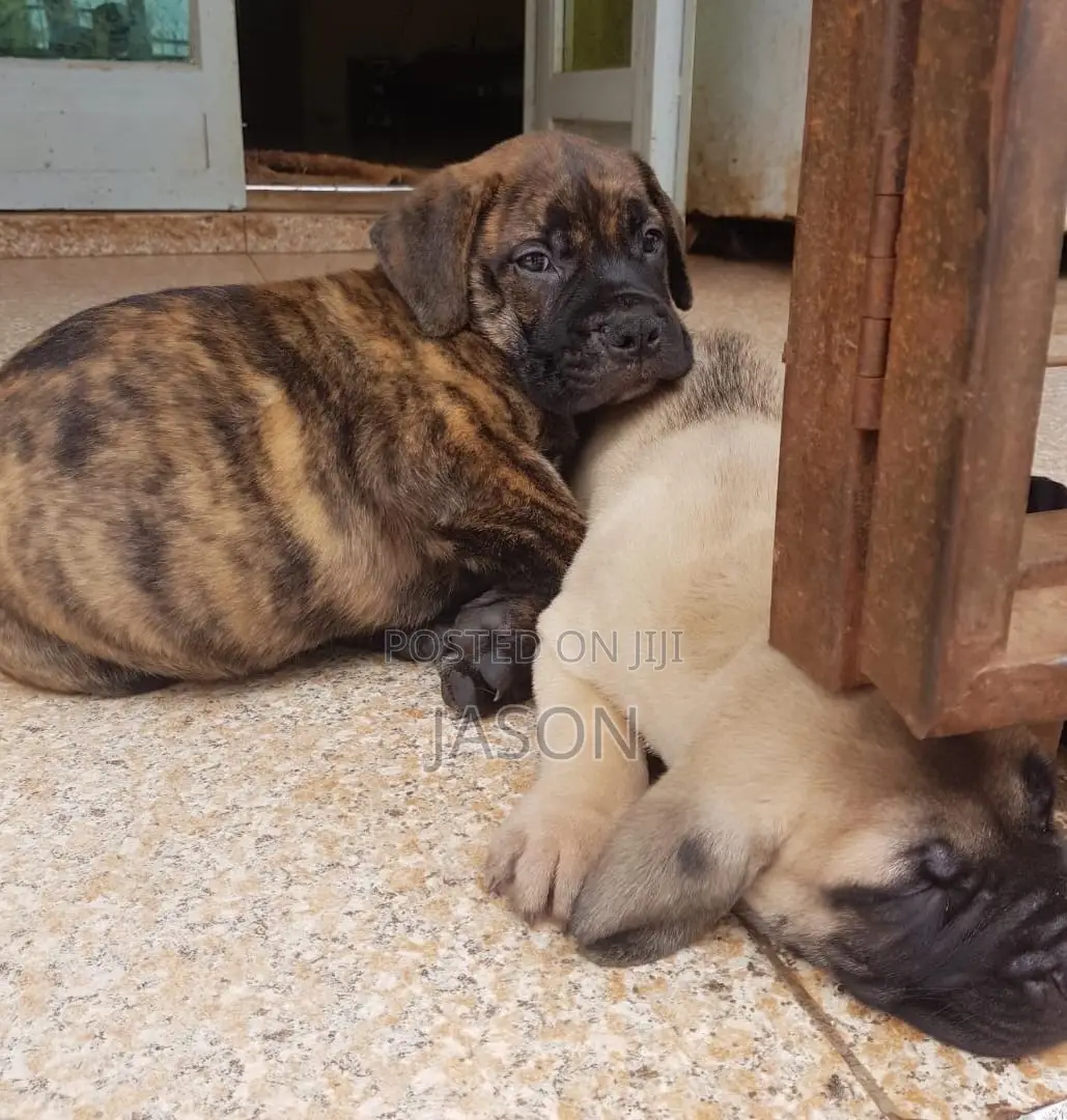 1-3 months Male Purebred Boerboel