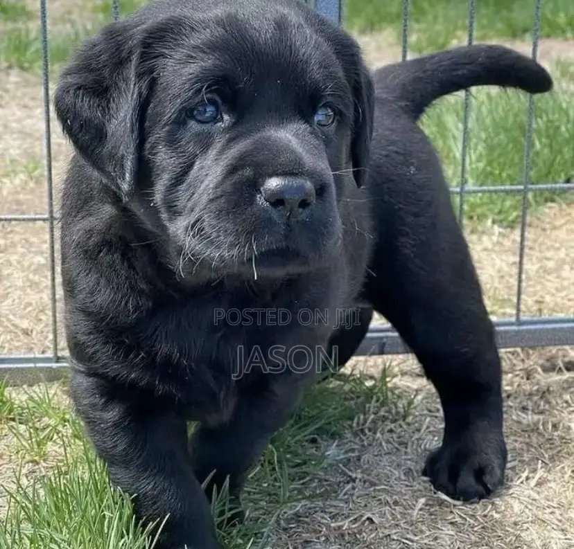 1-3 months Male Purebred Boerboel