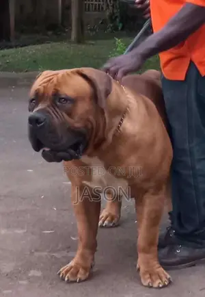 1+ year Male Purebred Boerboel