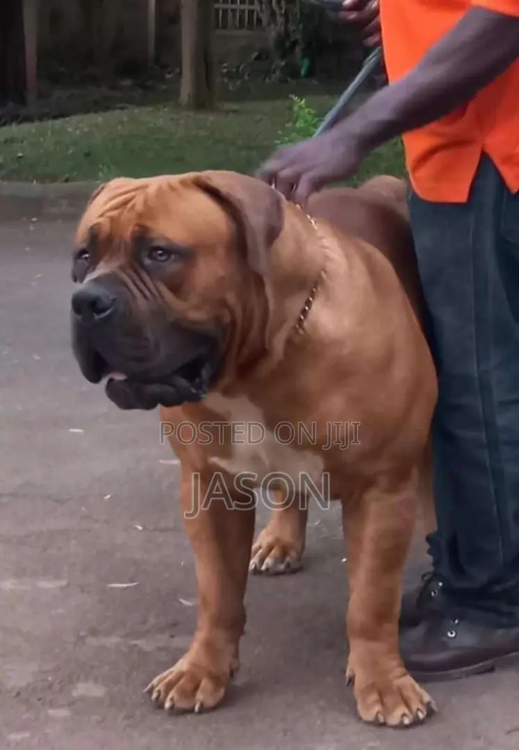 1+ year Male Purebred Boerboel