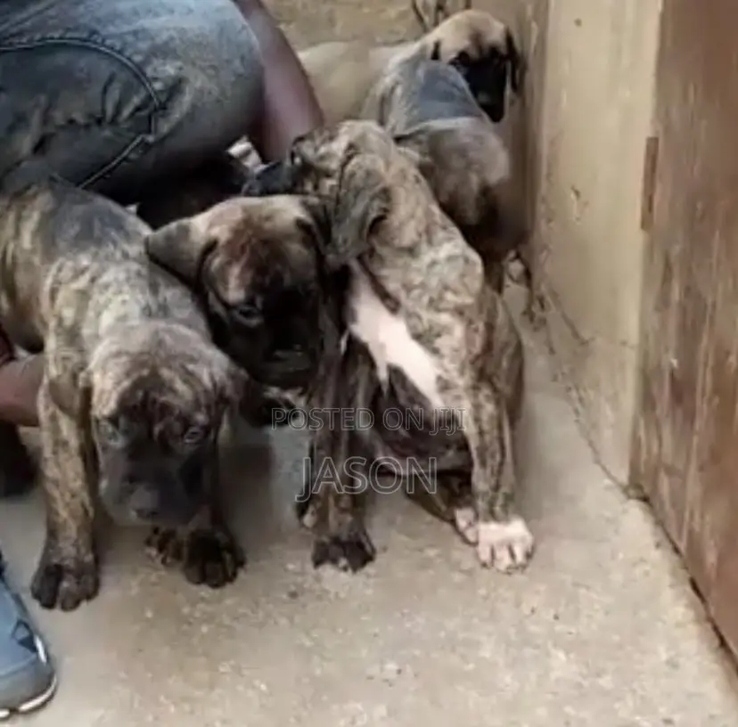 1-3 months Female Purebred Boerboel