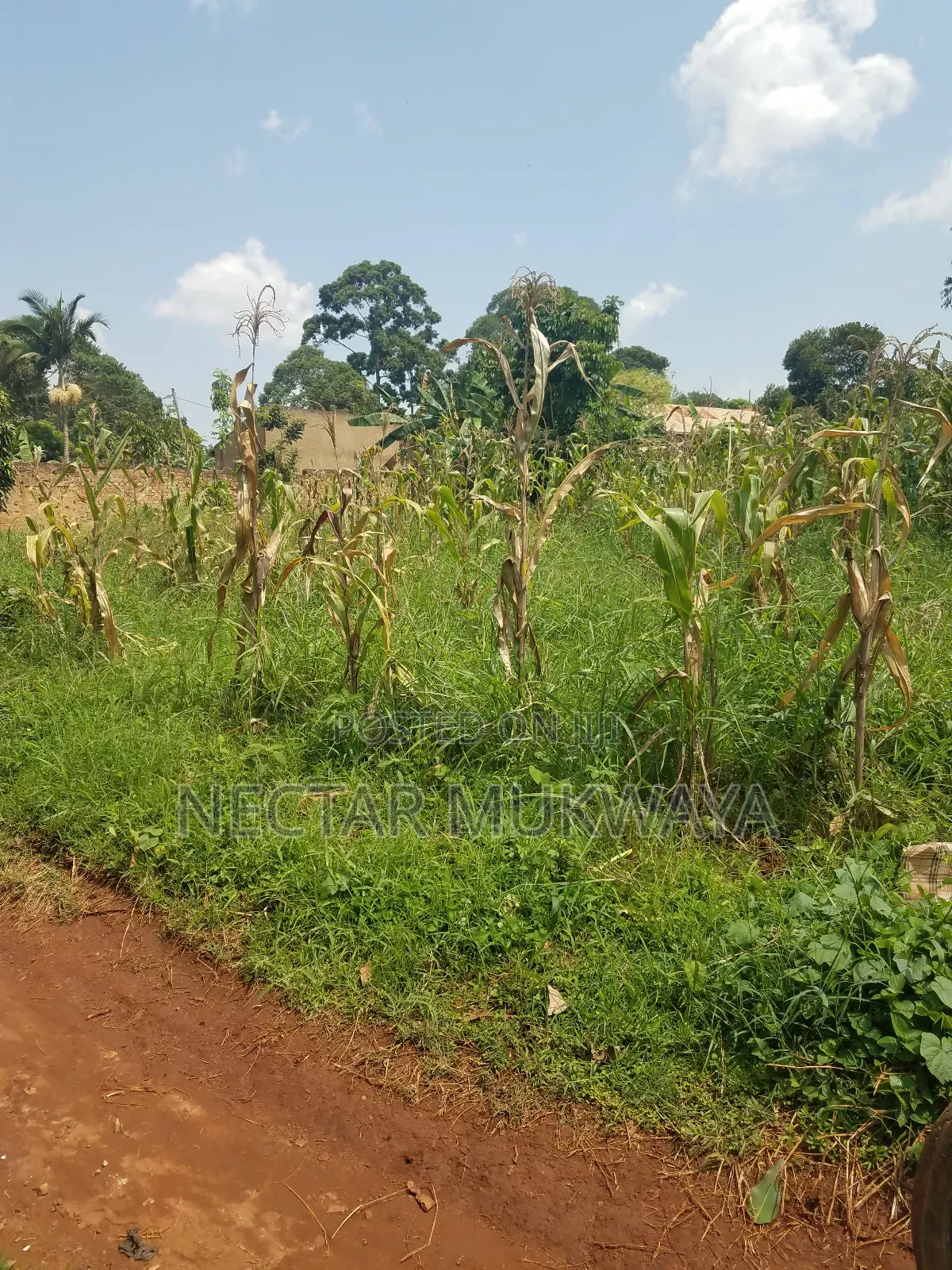 Land Near Ucu Half Accre