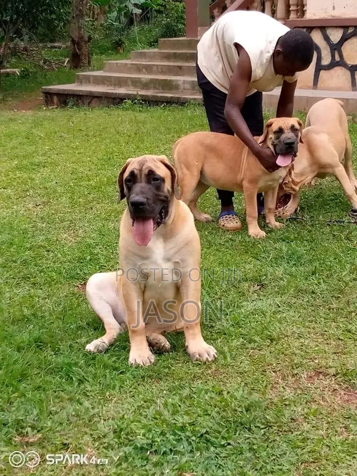 3-6 months Male Purebred Boerboel