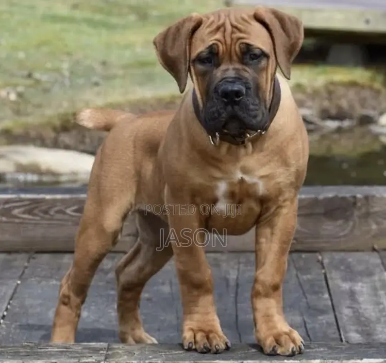 3-6 months Male Purebred Boerboel
