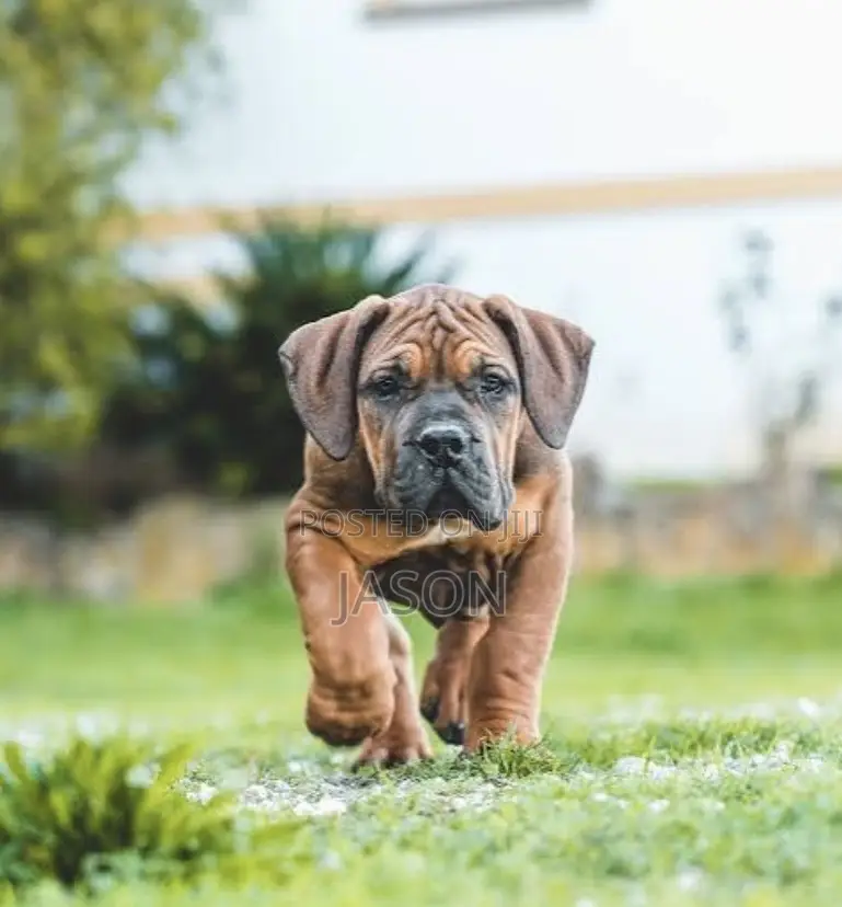 1-3 months Male Purebred Boerboel