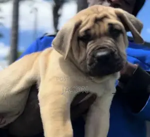 1-3 months Female Purebred Boerboel