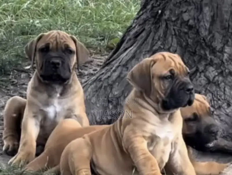 3-6 months Male Purebred Boerboel
