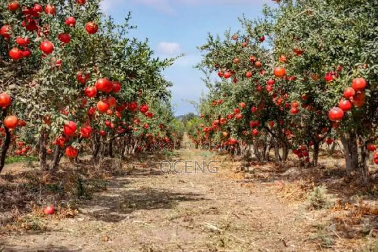 Pome Granate Seedlings