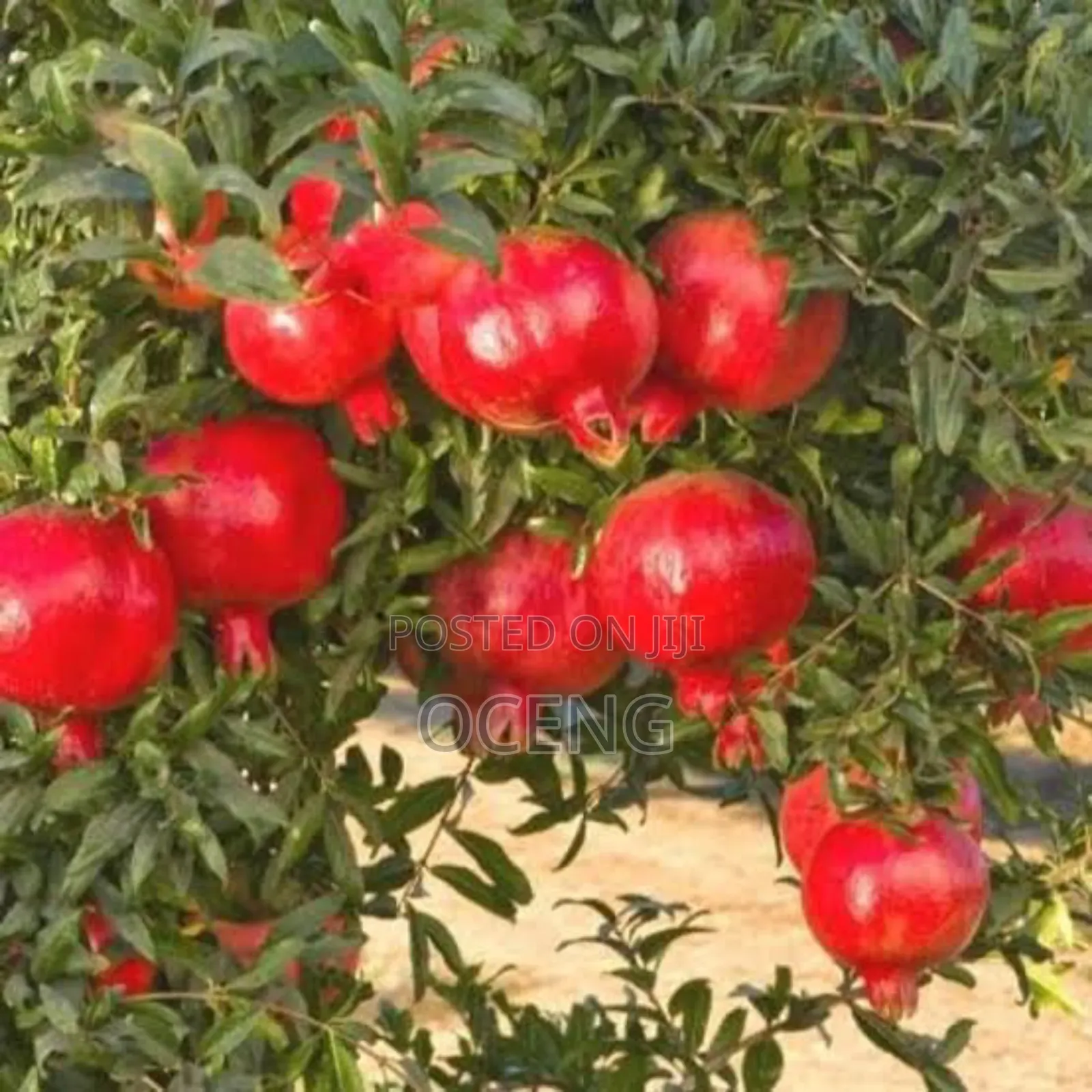 Pome Granate Seedlings