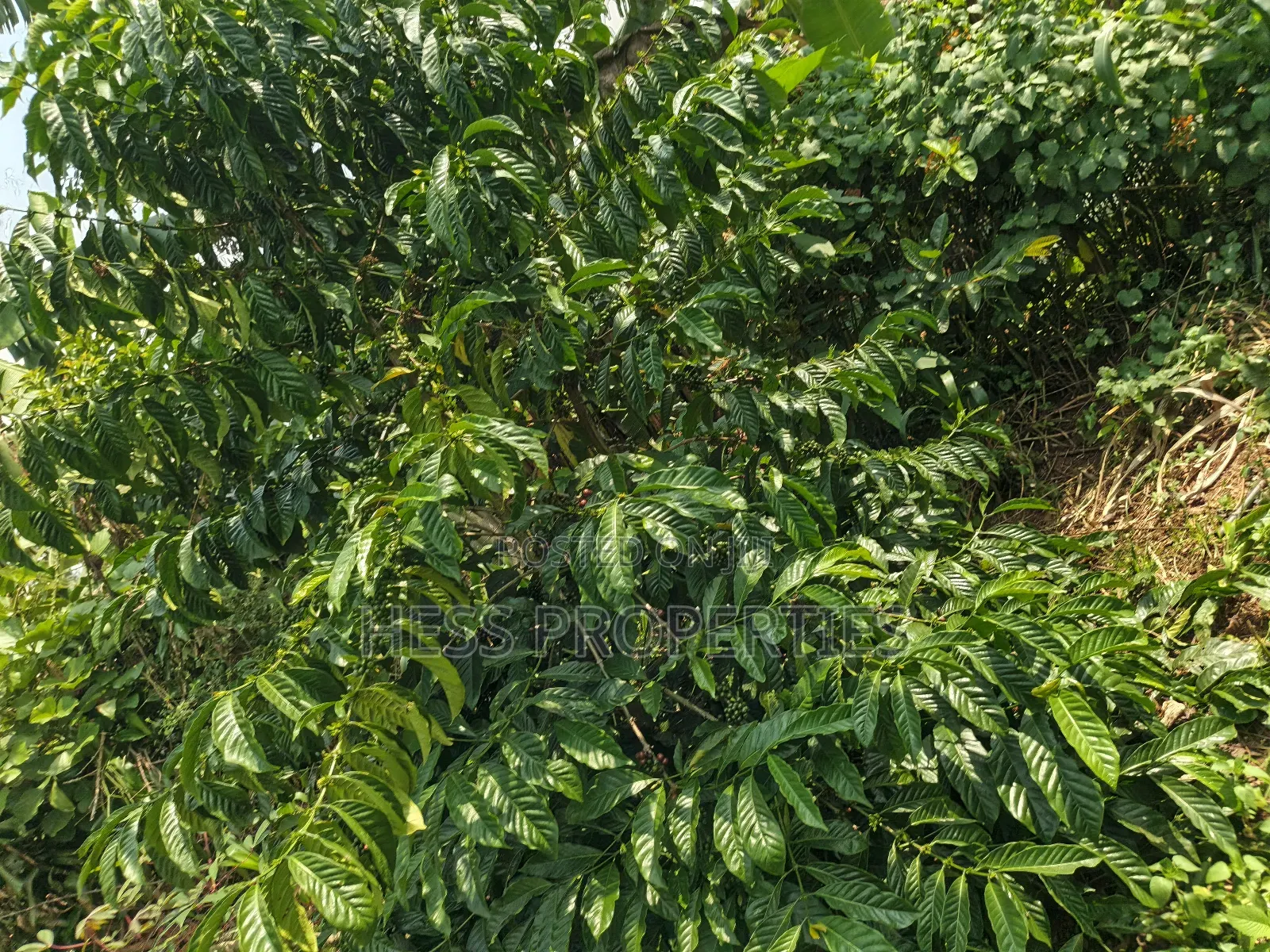 Commercial Land on Sale Located in Kagorogoro-Kyenjojo
