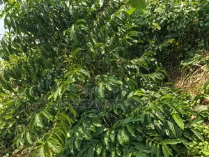 Commercial Land on Sale Located in Kagorogoro-Kyenjojo