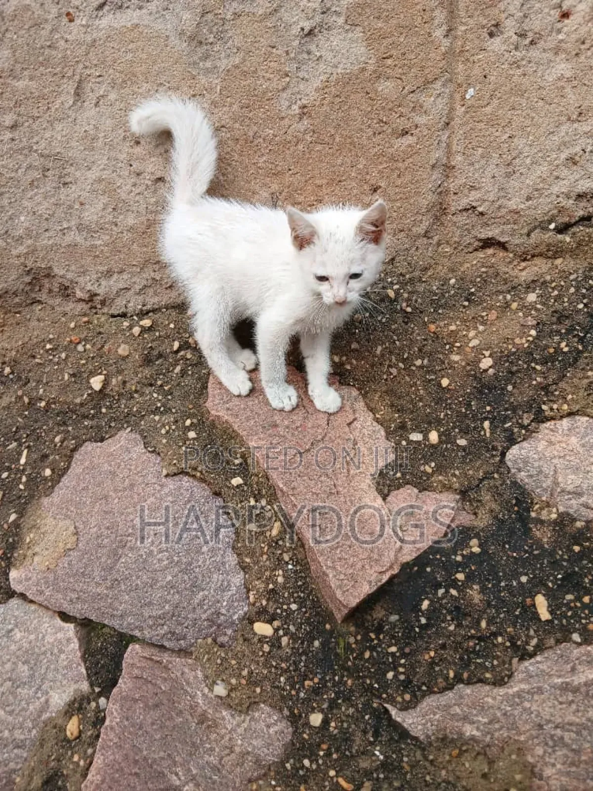 1-3 months Female Mixed Breed Cross breed
